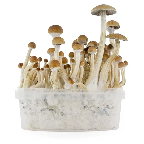 Fresh Mushrooms Grow Kit ‘b+’ For Sale